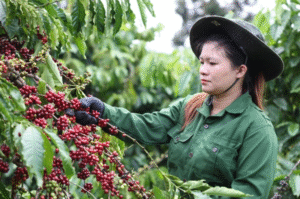 Giá cà phê giảm mạnh 20/06/2025: Áp lực từ nguồn cung và thị trường toàn cầu